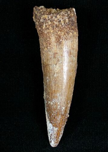 Long Spinosaurus Tooth #7092